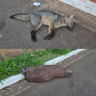 Capivara e lobinho s&atilde;o encontrados mortos ap&oacute;s atropelamento em avenida 