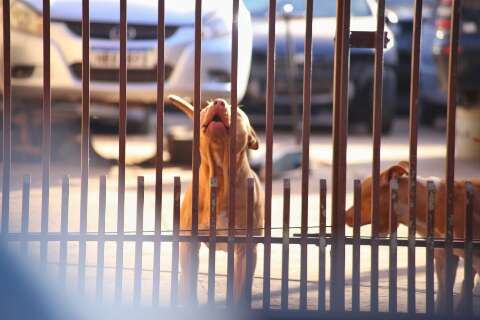 Ataque de pitbulls reacende alerta sobre cria&ccedil;&atilde;o e puni&ccedil;&otilde;es 