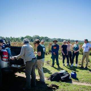 Pesquisadores capturam 13 antas no Pantanal para estudo realizado ao ano