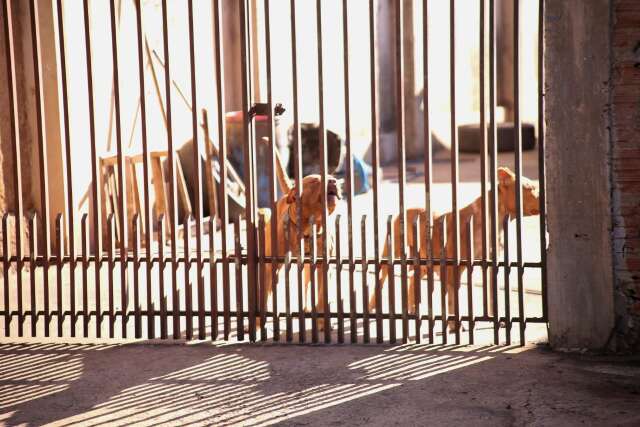 Leitores defendem proibi&ccedil;&atilde;o ou regras mais r&iacute;gidas para cria&ccedil;&atilde;o de pitbulls