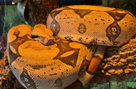 Serpentes resgatadas at&eacute; de circo s&atilde;o embaixadoras ambientais do Dia da Cobra
