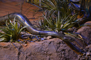 Serpentes resgatadas at&eacute; de circo s&atilde;o embaixadoras ambientais do Dia da Cobra