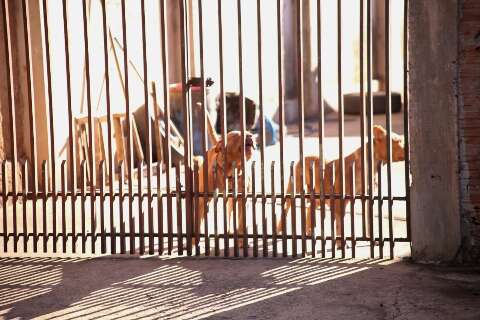 Leitores defendem proibi&ccedil;&atilde;o ou regras mais r&iacute;gidas para cria&ccedil;&atilde;o de pitbulls