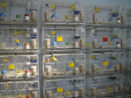 Iagro estabelece regras para eventos com aves em MS devido &agrave; gripe avi&aacute;ria