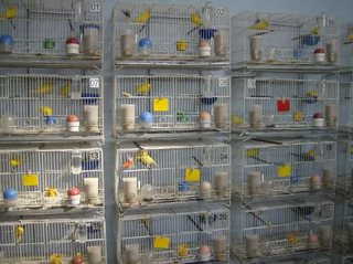 Iagro estabelece regras para eventos com aves em MS devido &agrave; gripe avi&aacute;ria