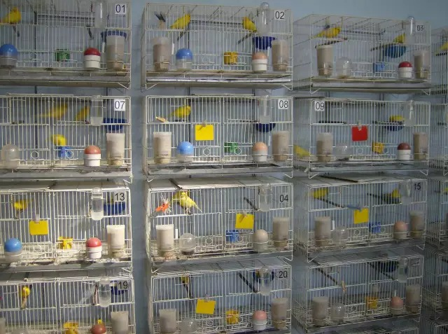 Iagro estabelece regras para eventos com aves em MS devido &agrave; gripe avi&aacute;ria