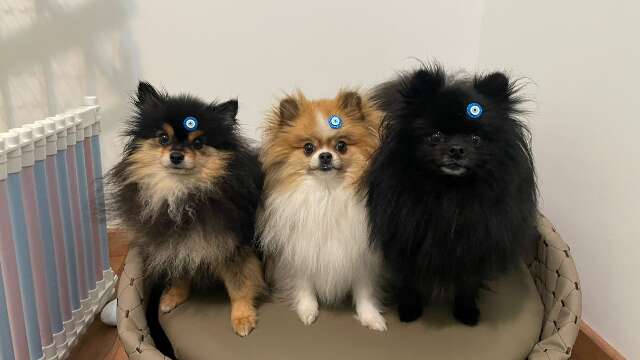 Julia transformou seus c&atilde;es Sushi, Shoyu e Sob&aacute; em quadrinhos 