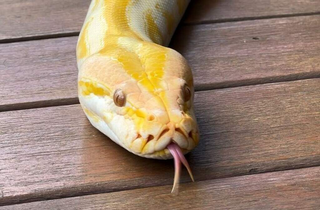 Serpentes resgatadas at&eacute; de circo s&atilde;o embaixadoras ambientais do Dia da Cobra