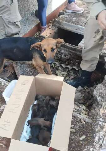 Cadela transforma cova quebrada em maternidade e d&aacute; &agrave; luz a 15 filhotes