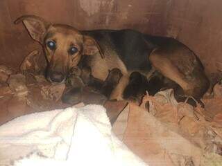 Cadela transforma cova quebrada em maternidade e d&aacute; &agrave; luz a 15 filhotes