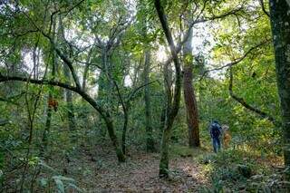 &quot;Um Dia no Parque&quot; ter&aacute; trilha, yoga e observa&ccedil;&atilde;o de aves de gra&ccedil;a 