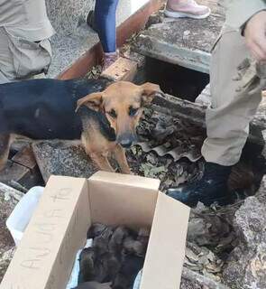 Cadela transforma cova quebrada em maternidade e d&aacute; &agrave; luz a 15 filhotes