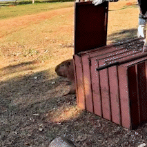 Final feliz: ap&oacute;s tratada, capivara ferida volta para &quot;casa&quot; na Capital