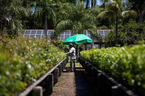 Companhia de SP anuncia restaura&ccedil;&atilde;o de 466 hectares de matas nativas em MS