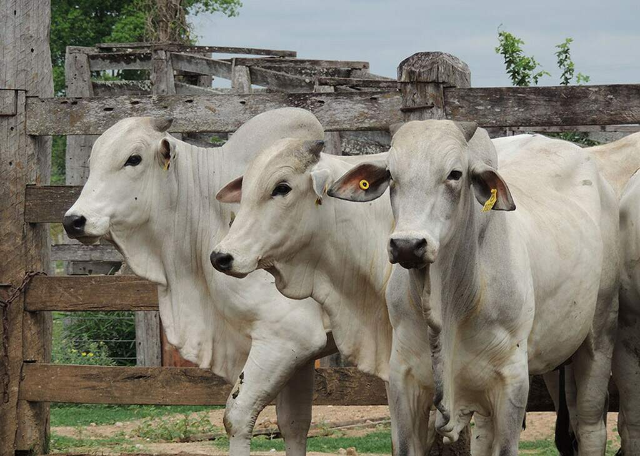 Entidade alerta produtores sobre queda no pre&ccedil;o do boi: &quot;N&atilde;o vendam agora&quot;