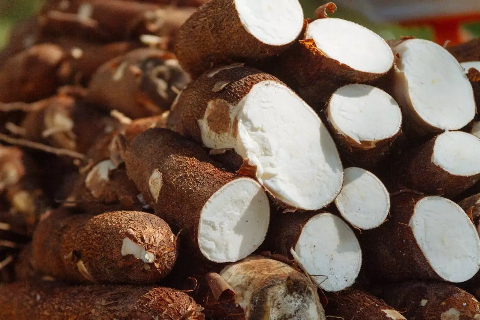 Produtores de mandioca em MS poder&atilde;o vender f&eacute;cula e farinha ao governo federal