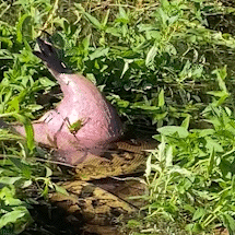 Sucuri mostra como &eacute; vida selvagem ao devorar capivara em Bonito