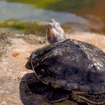 Sem chance de voltar &agrave; natureza, tartarugas chegam ao Bioparque