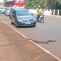Jiboia &quot;para o tr&acirc;nsito&quot; durante travessia em avenida do Z&eacute; Pereira