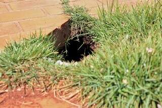 Popula&ccedil;&atilde;o de corujas cresce em Campo Grande e ninhos se espalham em bairros 