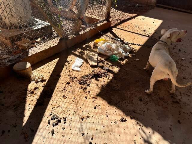 Pitbull &eacute; resgatado acorrentado em meio as pr&oacute;prias fezes e urina