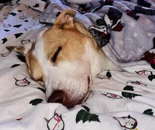 Dormir com o pet na cama pode ou n&atilde;o pode? Veterin&aacute;rio explica