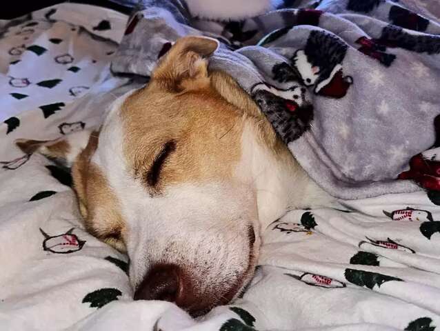Dormir com o pet na cama pode ou n&atilde;o pode? Veterin&aacute;rio explica