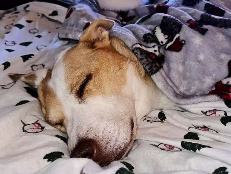 Dormir com o pet na cama pode ou não pode? Veterinário explica