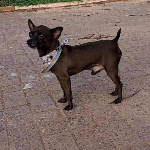 Desesperada, tutora de Koda cai em golpe ao tentar reaver cachorro sumido