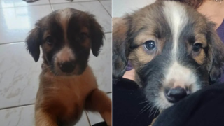 Filhote perdida &eacute; acolhida por fam&iacute;lia no Nova Campo Grande