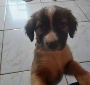 Filhote perdida &eacute; acolhida por fam&iacute;lia no Nova Campo Grande