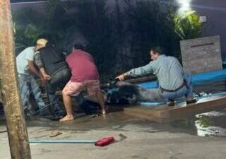 Touro dentro de piscina mobiliza vizinhos em resgate inusitado 