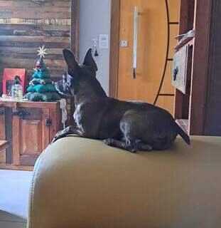 Desesperada, tutora de Koda cai em golpe ao tentar reaver cachorro sumido