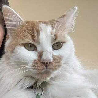 Fam&iacute;lia oferece recompensa de R$ 1.000 a quem encontrar a gata Juju