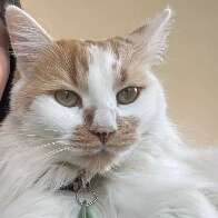 Família oferece recompensa de R$ 1.000 a quem encontrar a gata Juju