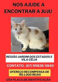Fam&iacute;lia oferece recompensa de R$ 1.000 a quem encontrar a gata Juju