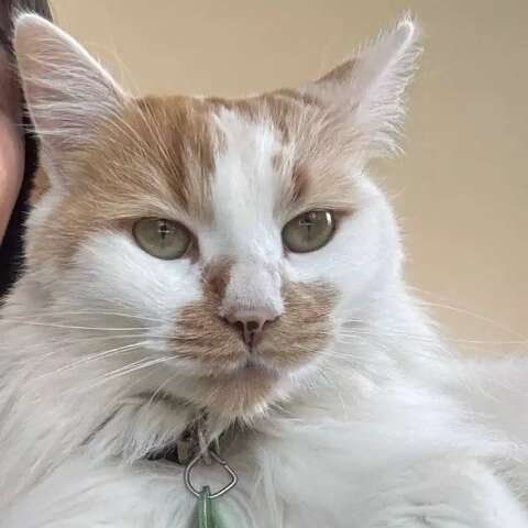 Fam&iacute;lia oferece recompensa de R$ 1.000 a quem encontrar a gata Juju