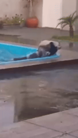 Touro dentro de piscina mobiliza vizinhos em resgate inusitado 