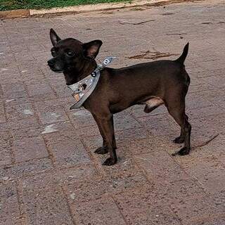Desesperada, tutora de Koda cai em golpe ao tentar reaver cachorro sumido