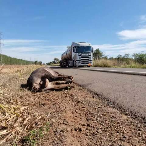 Em um &uacute;nico dia, 11 carca&ccedil;as de animais silvestres s&atilde;o encontradas na BR-262