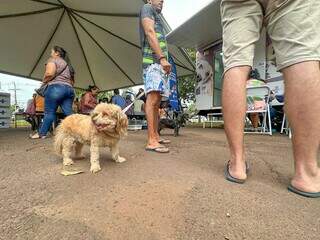 CCZ levar&aacute; vacinas e exames gratuitos at&eacute; pets no Coophavila II 