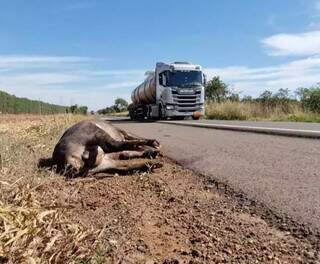 Em um &uacute;nico dia, 11 carca&ccedil;as de animais silvestres s&atilde;o encontradas na BR-262