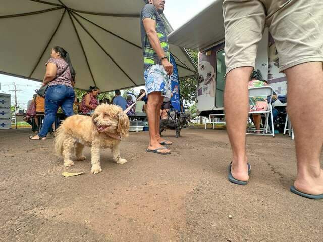 CCZ levar&aacute; vacinas e exames gratuitos at&eacute; pets no Coophavila II 