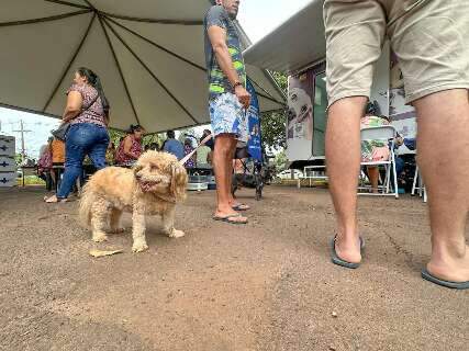 CCZ levar&aacute; vacinas e exames gratuitos at&eacute; pets no Coophavila II 