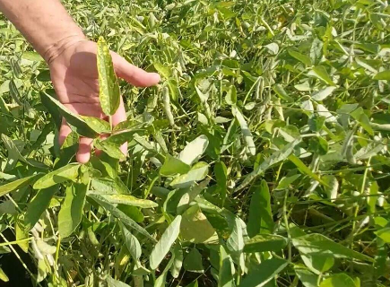 Estado planeja expandir &aacute;rea de agricultura irrigada em 40% at&eacute; 2030