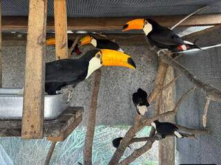 Grupo de 11 tucanos se junta a macacos-pregos em programa de reabilita&ccedil;&atilde;o 