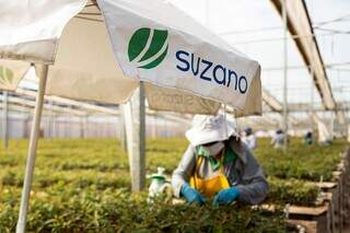 Suzano consolida projeto e reina entre os gigantes do "Vale da Celulose" Suzano consolida projeto e reina entre os gigantes do "Vale da Celulose"