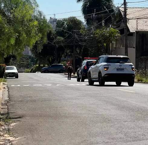 PM &quot;escolta&quot; cavalo fuj&atilde;o em ruas do Jardim S&atilde;o Bento