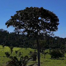 Projeto espalha ninhos artificiais e acompanha araras-azuis no MS e na Amaz&ocirc;nia