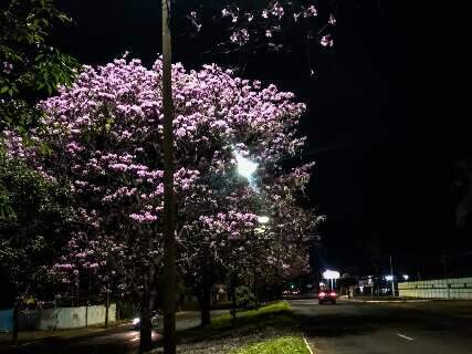 Ilumina&ccedil;&atilde;o da Avenida Gunter Hans &eacute; restabelecida ap&oacute;s quatro semanas
